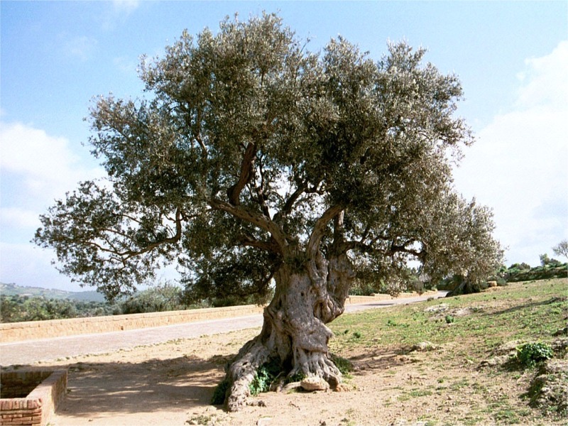 it sic arg 10807_03.jpg
